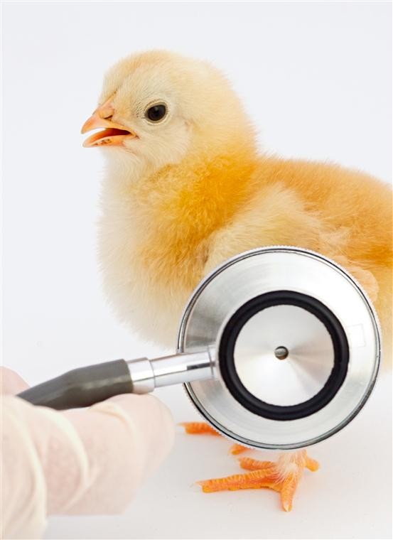 In unserer Praxis in Erwitte bieten wir ein breites Spektrum an Leistungen: von Impfungen bis Chirurgie kümmern wir uns um die Gesundheit Ihres Tieres.