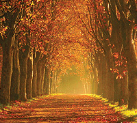 Goldener Herbst mit langen Alleen in Mecklenburg Vorpommern