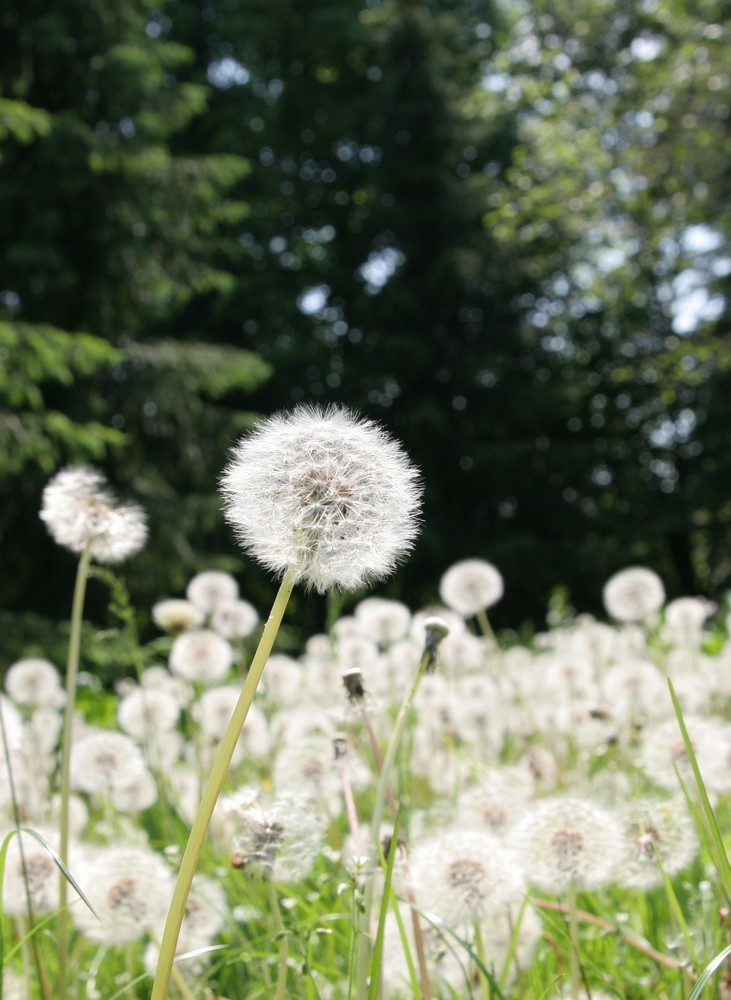 Blumenwiese