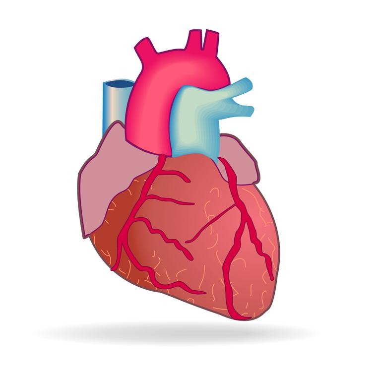 Herzerkrankungen bzw. Herzkrankheiten sind Erkrankungen, die sich vorwiegend am Herzen manifestieren bzw. ihre Ursache im Herzen haben.