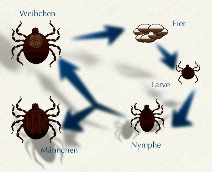 Borreliose Endemiegebiete / Borreliose bezeichnet eine primär durch zecken übertragene ...